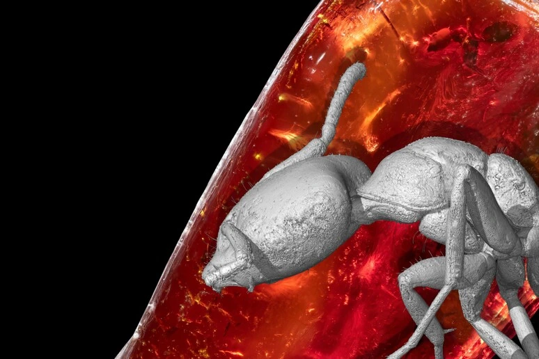 Una formica di 40 milioni di anni nella collezione di ambre di Goethe