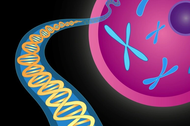 Il Dna umano si ripiega 140mila volte all'interno delle cellule
