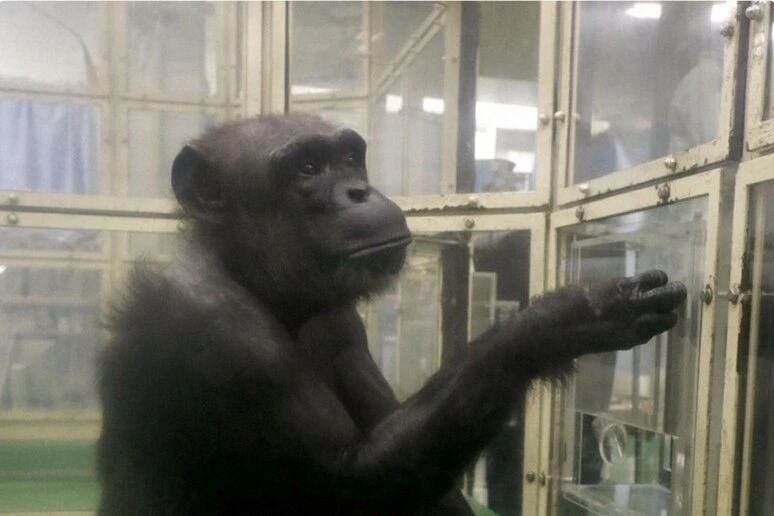 Addio Ai, scimpanzé simbolo della scienza