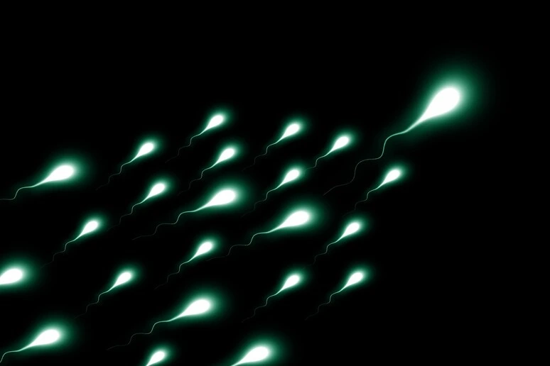 Gli spermatozoi hanno un orologio biologico, è nascosto nel loro Rna