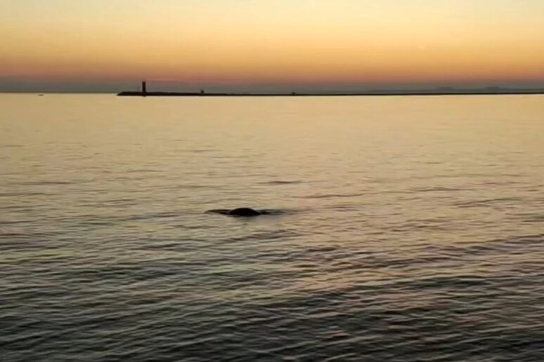 Dopo il delfino Mimmo, una foca monaca avvistata in Laguna a Venezia