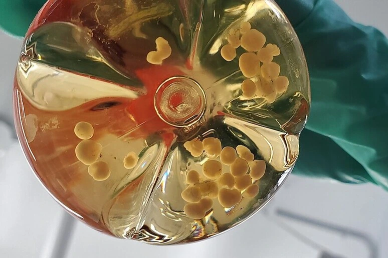 Organoidi di cervello usati per costruire biocomputer