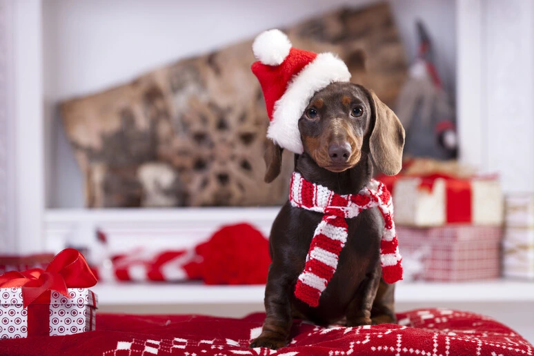 I regali di Natale per i pets, dal canettone alla mantella rossa