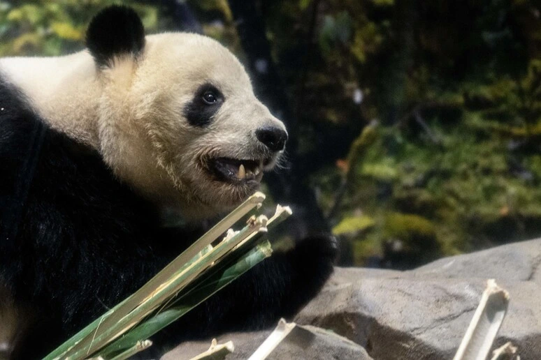 Fine di un'era in Giappone, la Cina si riprende gli ultimi due panda