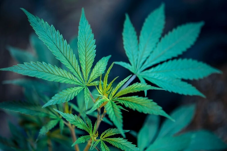 Riportato in vita un enzima della cannabis attivo milioni di anni fa