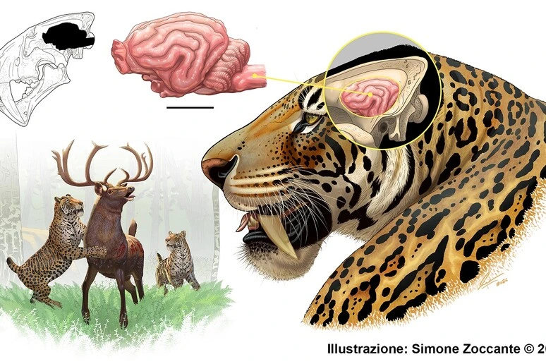 Ricostruito il cervello della tigre dai denti a sciabola vissuta anche in Italia