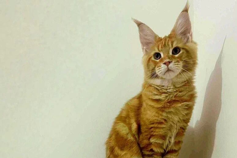 Nato a Parigi, vive a Brescia: è un cucciolo di Maine Coon il gatto più bello del mondo