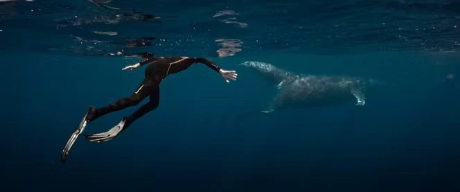 « La Baleine et le Musicien » : récit d’une rencontre musicale avec un cétacé