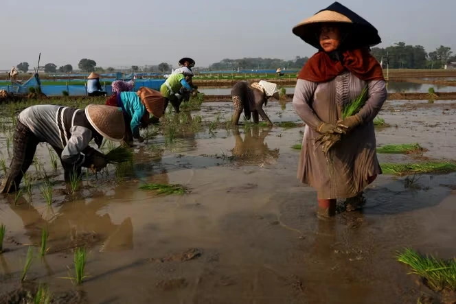El Niño est sur le point de se propager sur la planète, provoquant « anomalies de températures », sécheresses et risque de famine dans les pays les plus pauvres