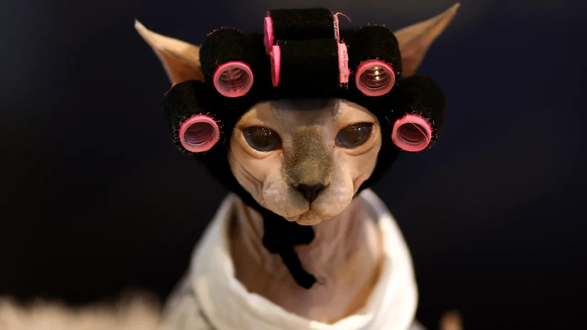 Schräge Tier-Messe: Diese Katze ist völlig von der Rolle!