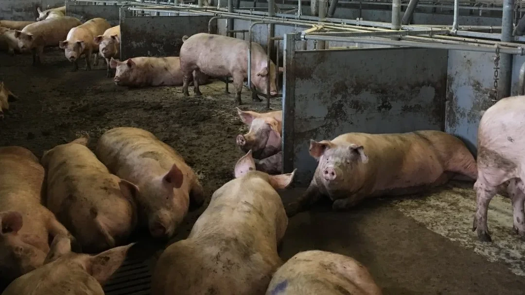 Großer deutscher Schweinezüchter meldet Insolvenz an