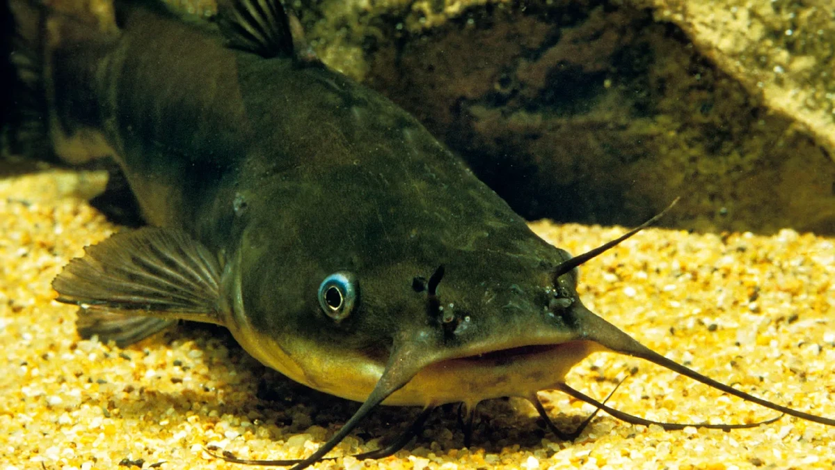 Welse können andere Fische mit Krebs anstecken