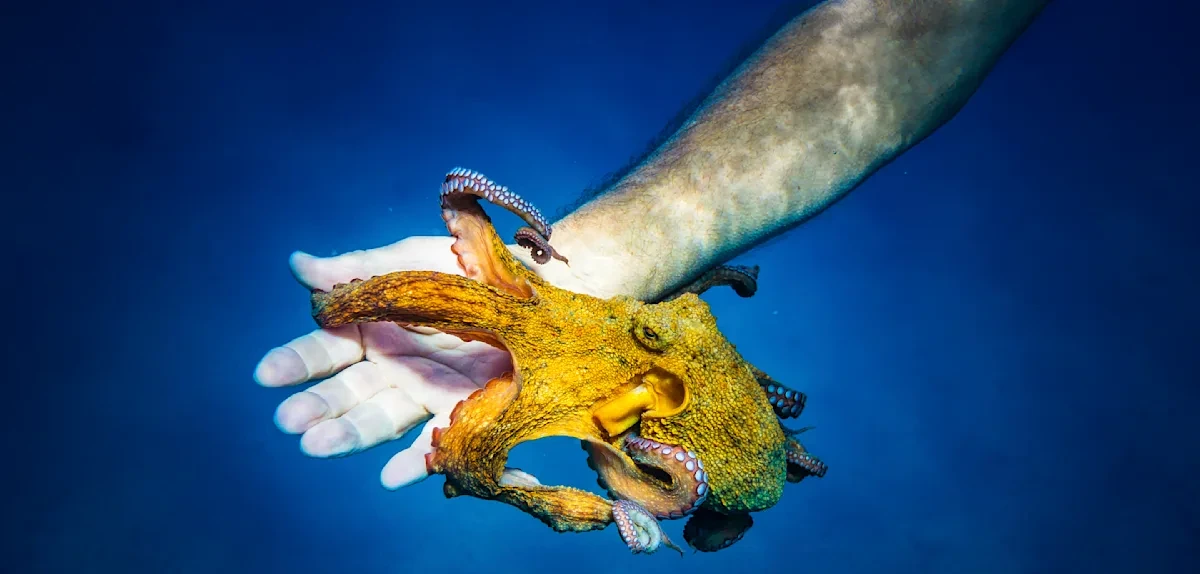 Der Oktopus schien zu überlegen, bevor er handelte. Dann wurde er mein Freund