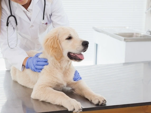 Poste Italiane, coperture veterinarie su misura con «Poste Assicura»