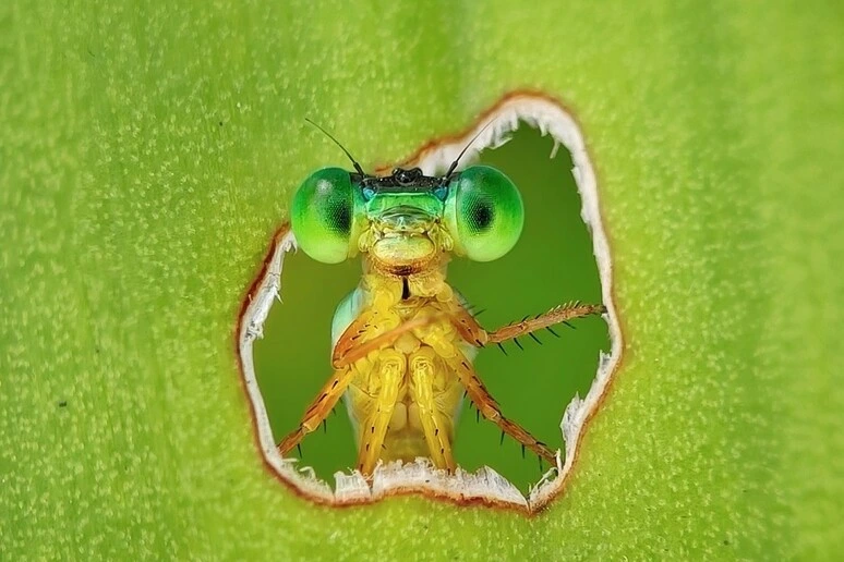 Una libellula curiosa vince tra le foto che celebrano biodiversità e ricerca