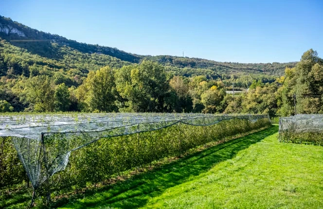 Dans le Tarn-et-Garonne, les pomiculteurs fragilisés par la dégringolade de la production