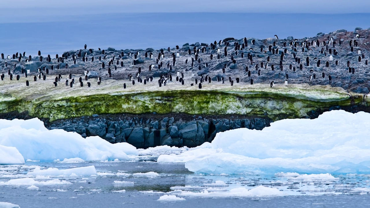 Klimaeffekt! Pinguin-Kot lässt Antarktis-Schnee schneller schmelzen