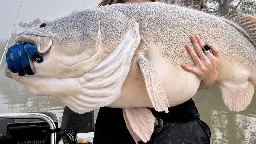 Seltener Fang: Angler bricht Rekord mit diesem Riesenfisch