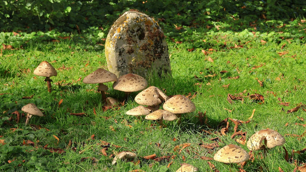 Friedhofsgärtner gibt Tipps: Hunderte stürmen Friedhöfe zum Pilzesammeln
